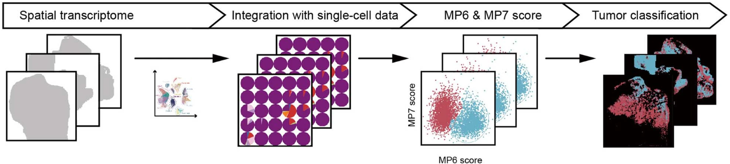 Figure 1. Workflow for identifying MP6 and MP7 tumor spots by integrating scRNA-Seq and Stereo-seq data.